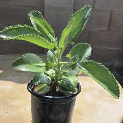 Kalanchoe Mother Of Thousand Medesinal