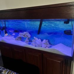 130 Gallon fish Tank 