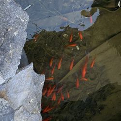 Goldfish 