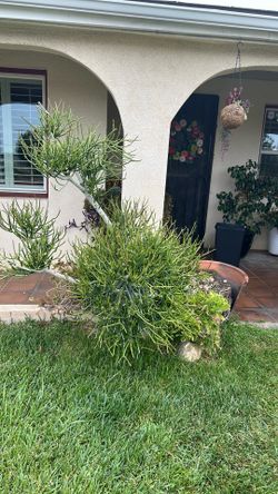 Free plant