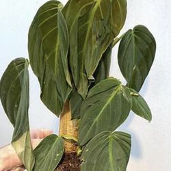 Housplants