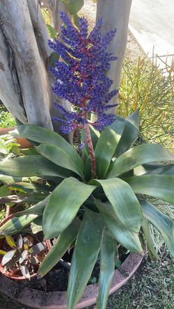 Blue Tango Bromelia Smaller Plants