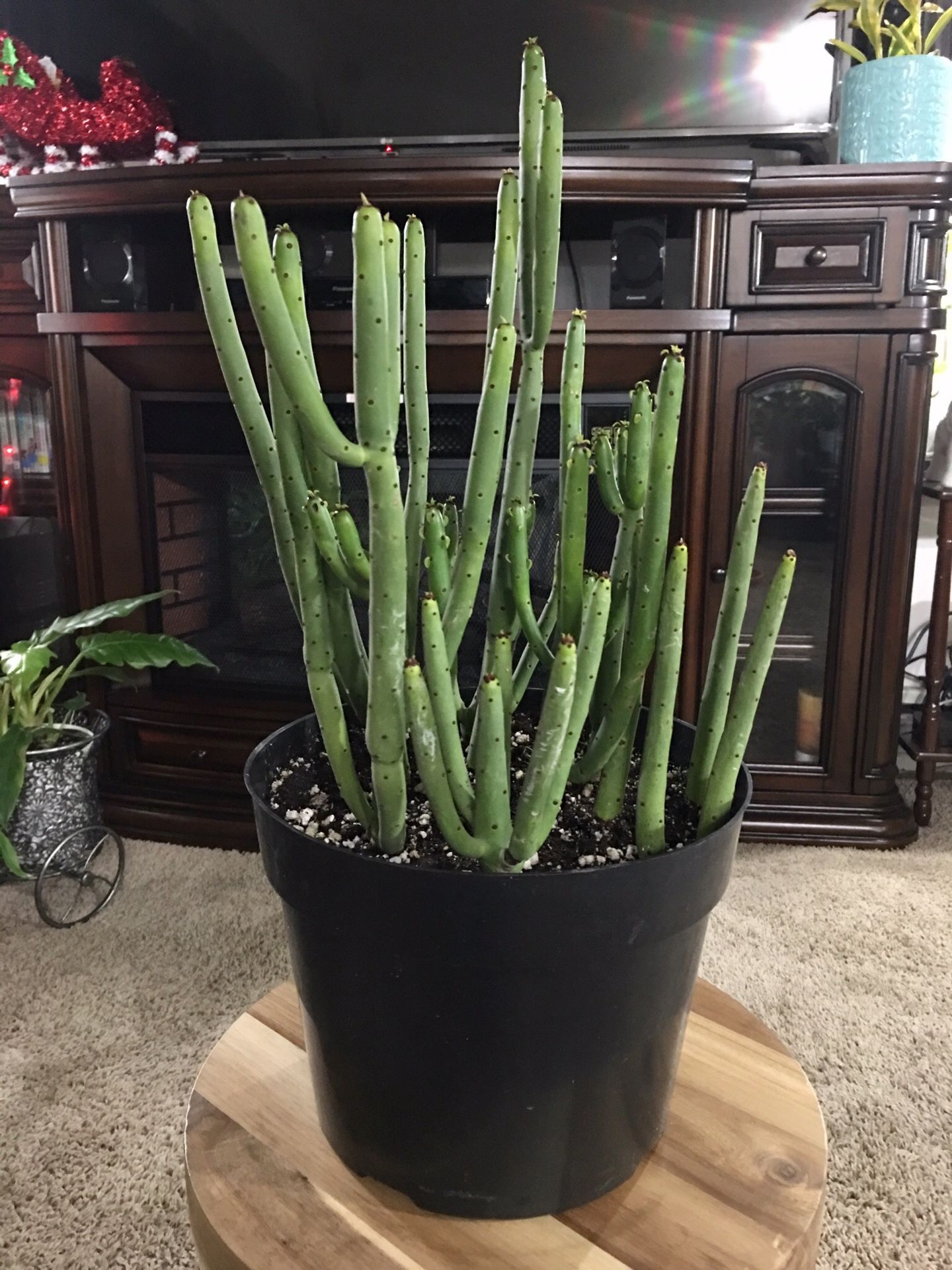 Cat Tail Succulent- Euphorbia Leucodendron 8” Diameter Pot (Real!)