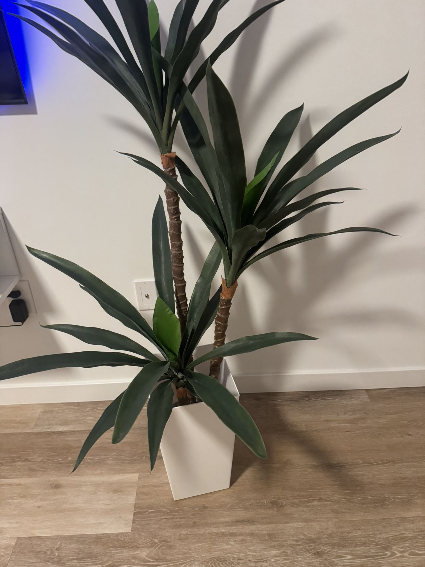 Living Room plant
