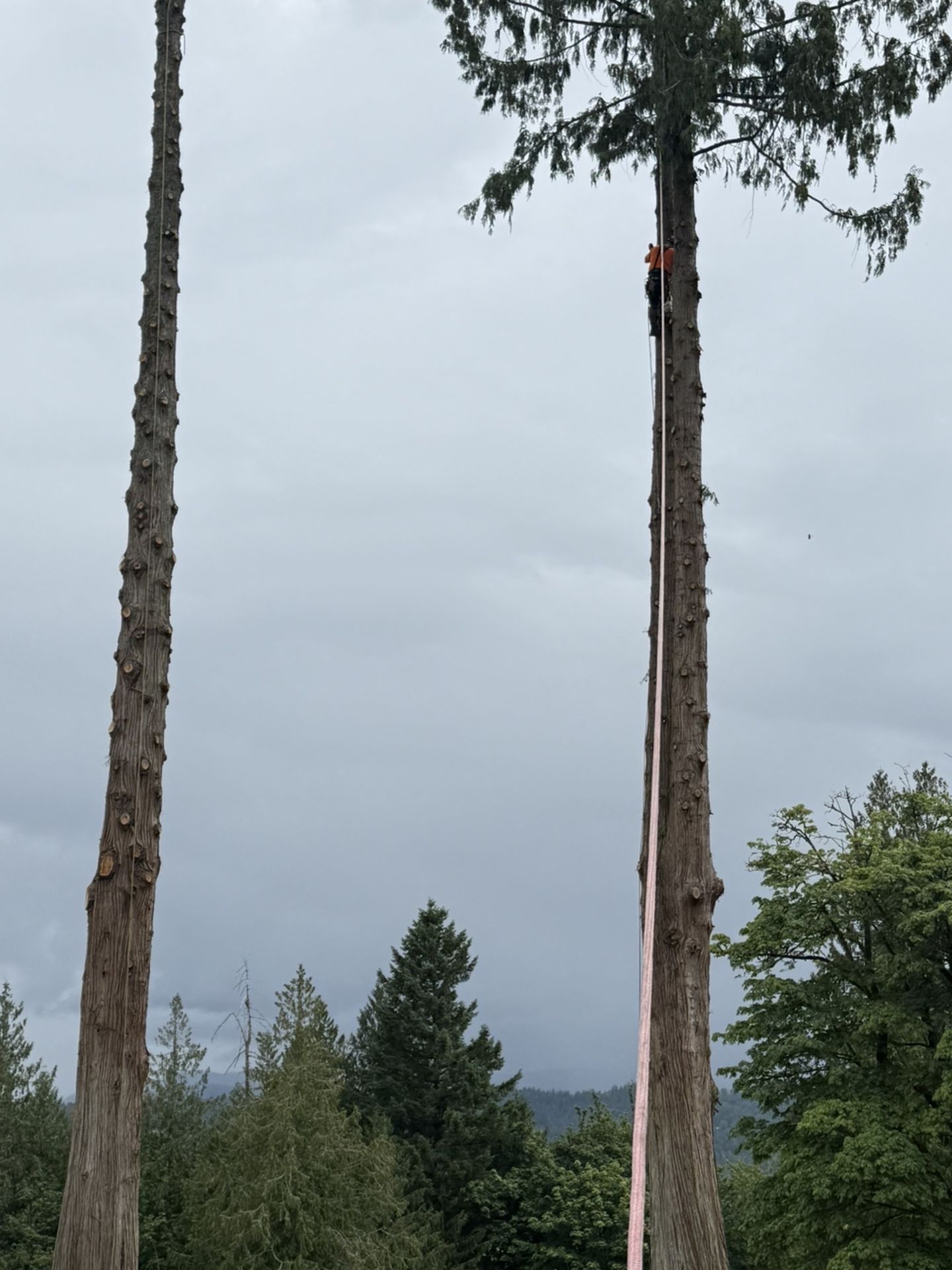 Free Cedar Logs Delivered Today Only