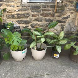 Plants For Sale