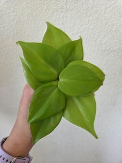 Philodendron Lemon Lime Plant Cuttings