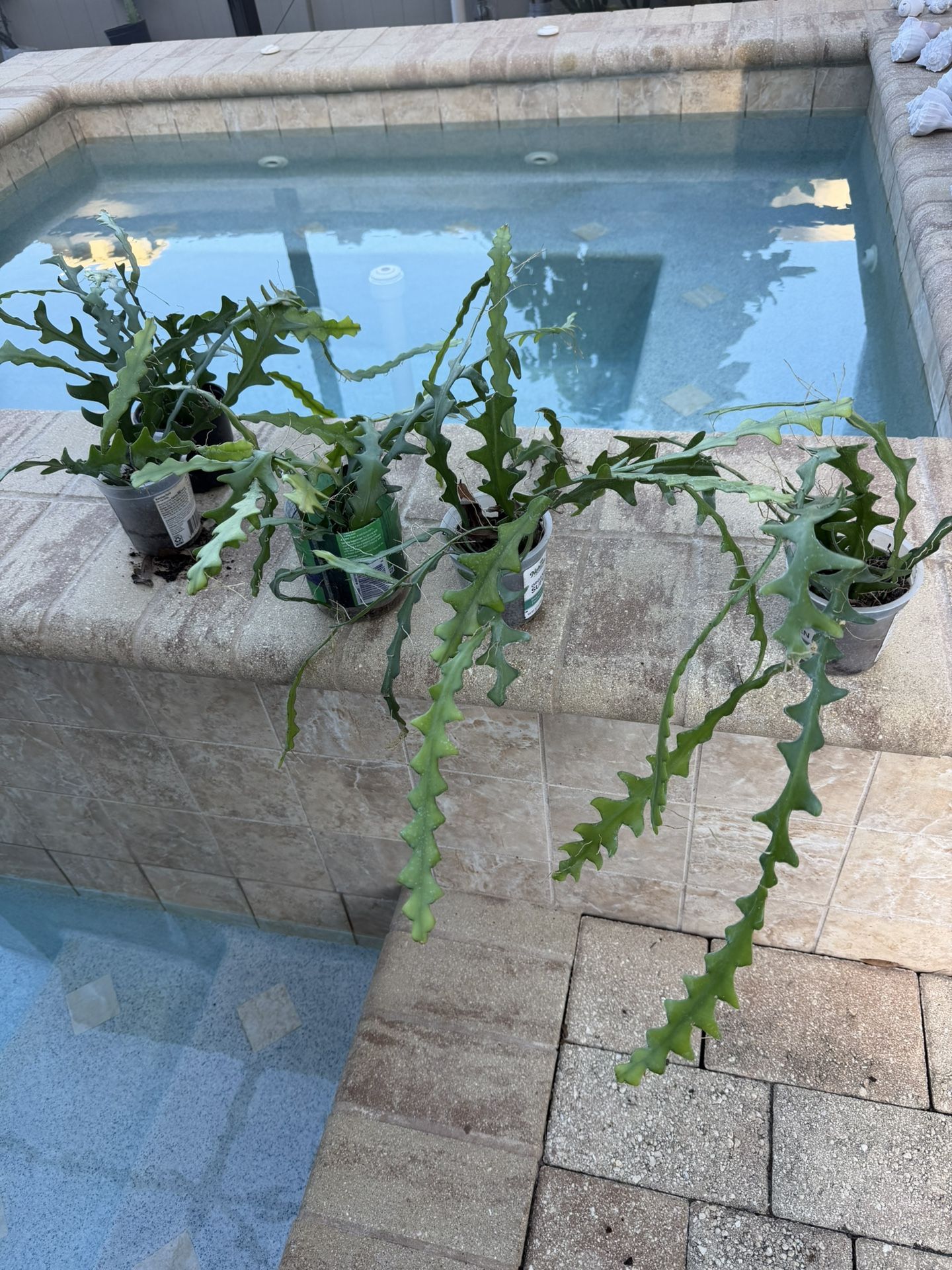 RIC RAC/ BONE FISH PLANTS 🌱 