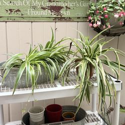 Large Healthy Spider plants 