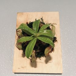 Mounted Pitcher Plant 🌱  Perfect For Gnats 