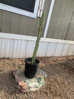 Tall Columnar Cactus in Black Pot