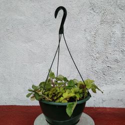 Swedish Ivy Plants 