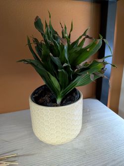 Plant