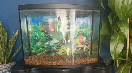 55 gallon Fish Tank