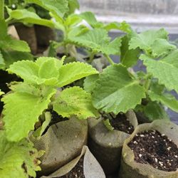Cuban Oregano Large Plants For Sale 