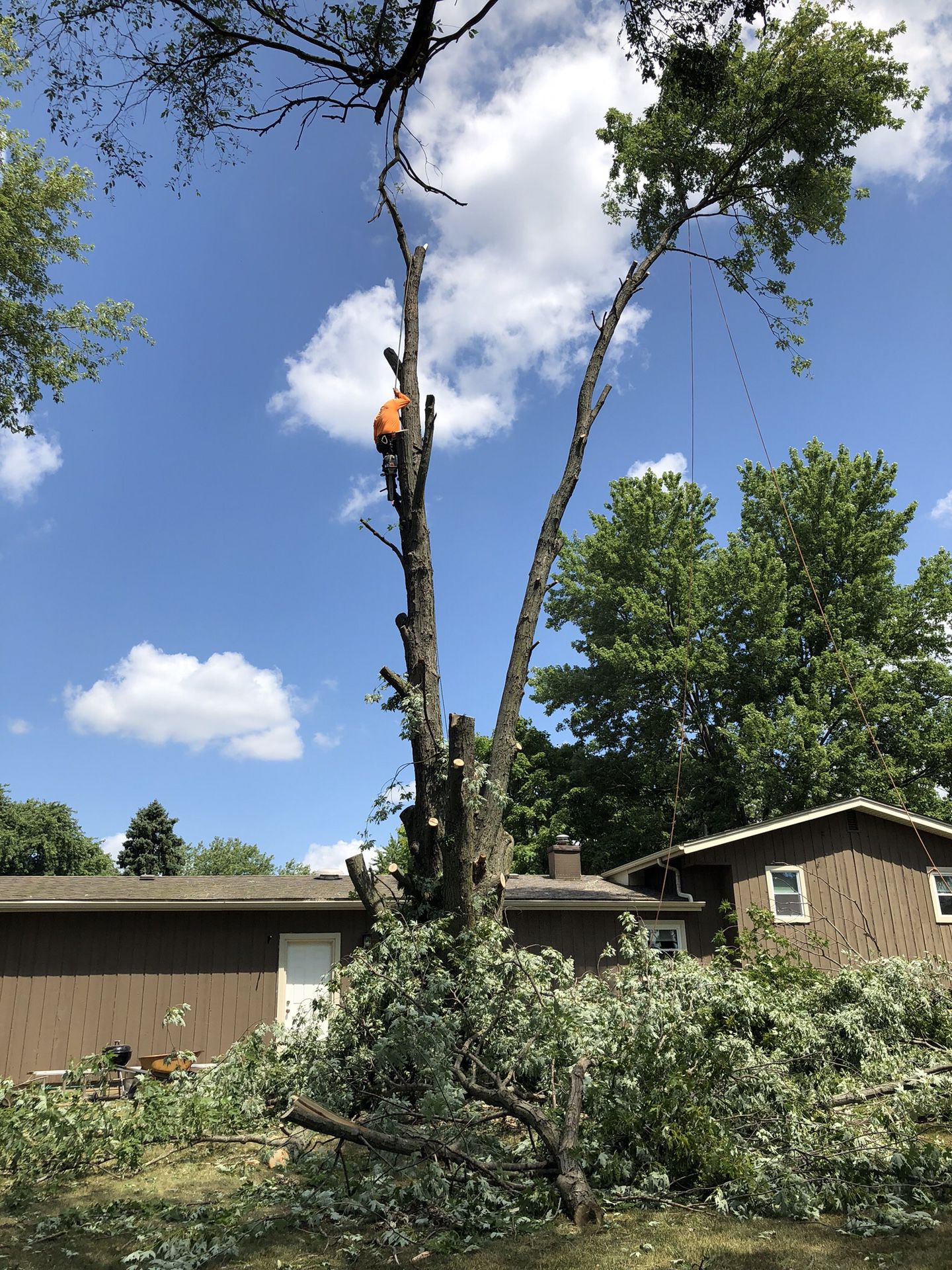 🌲🌲🌲tree🍁removal🌲trimming 🍁🍁