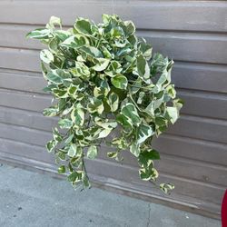 6” enjoy pothos
