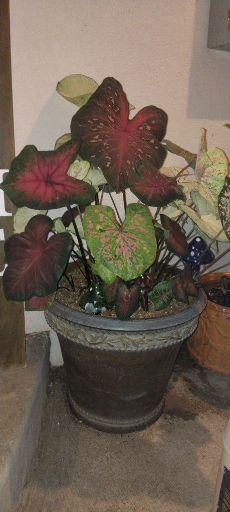 2 BIG POTS  WITH BEAUTIFUL PLANTS 