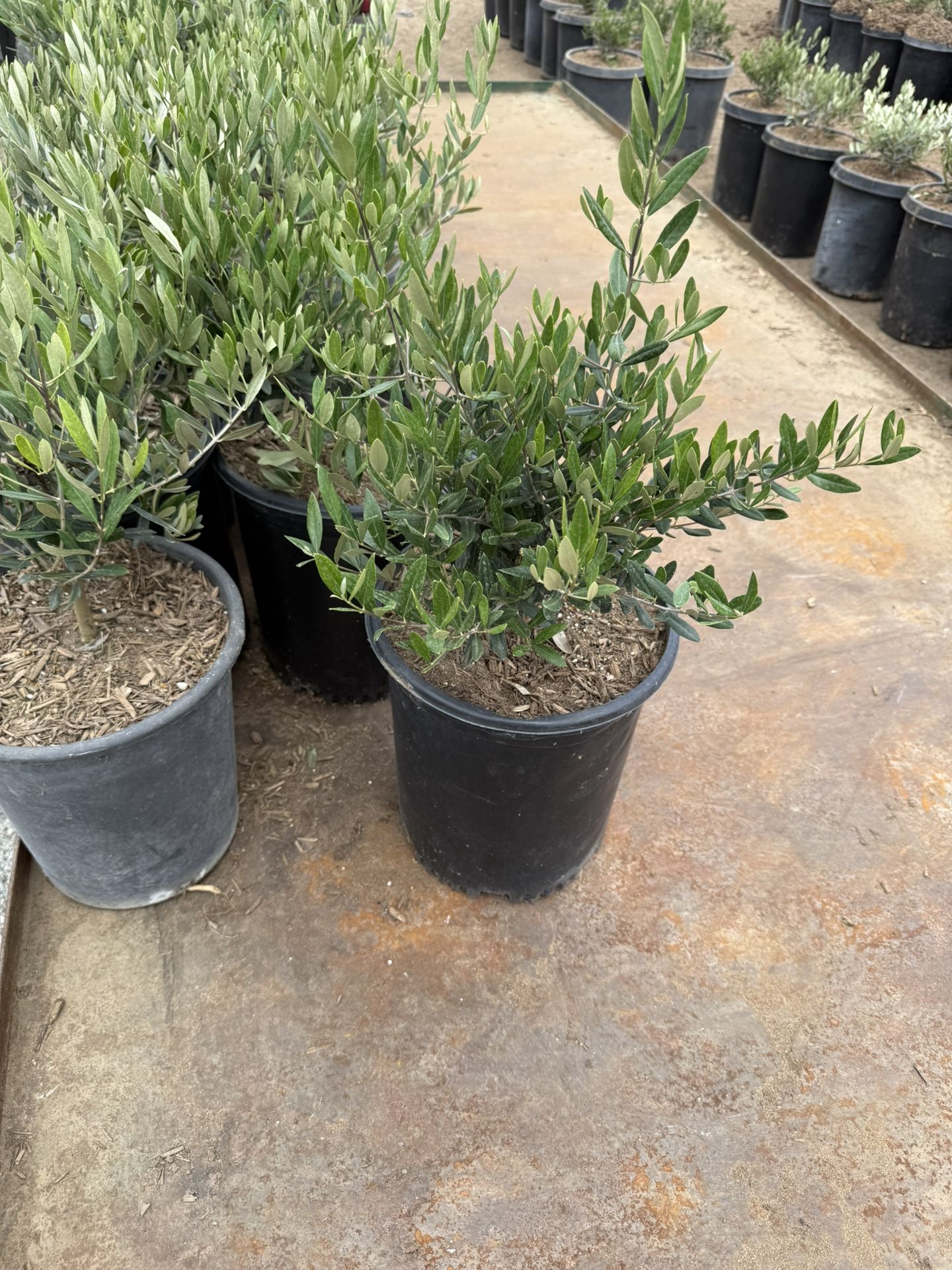 Little Ollie® Dwarf Olive