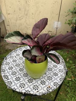 Indoor Plant