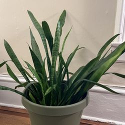 Snake Plant With Pot - For Sale