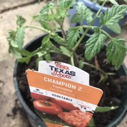 Champion 2 Tomato Seedling Plant 1 Gallon
