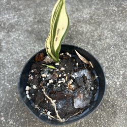 Spring Is Almost Here Cold Hardy Cast Iron Plants (prices Below)