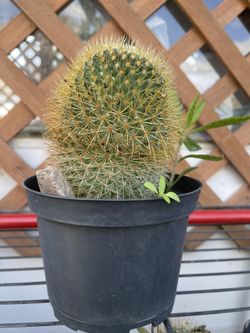 Healthy Plants 