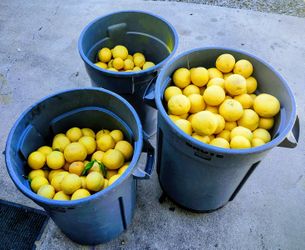 Freshly Picked Pink Gratefruit