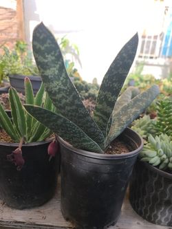 BEAUTIFUL SUCULENTS PLANTS 🪴 IN THE ONE GALON $7