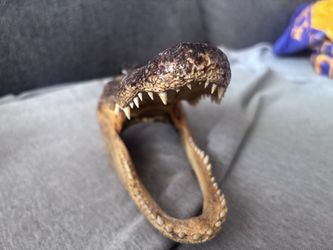 Taxidermy alligator head