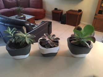 Hand made/ Plants or flower pots/ colors can be requested