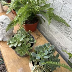 Plants for sale 10 each