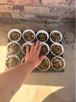 🌵 Rooted Easter Lily Pups – Healthy & Established – $20 Each 🌵