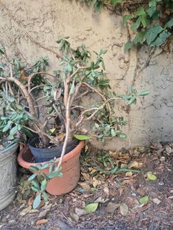 Large plant