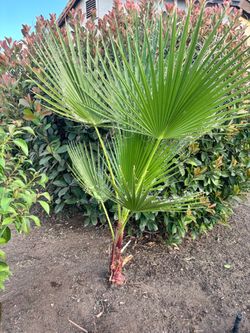 Mexican Fan Palm