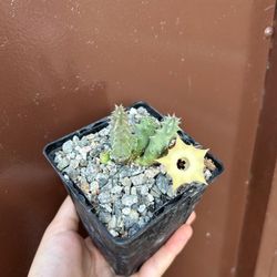 4” Stapelia