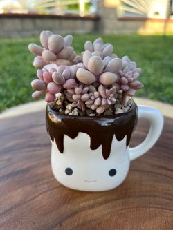 Mother’s Day Succulent arrangement