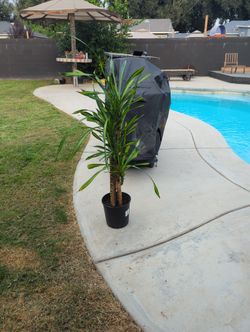 Drecaina God Start 4 Feet Tall 