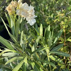 Oleander 