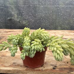Sedum Morganianum Plants 🪴🧜‍♀️