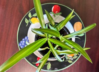 Variegated Spider Plant in 4”Nursery Pot