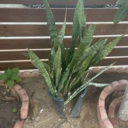 Snake Plant
