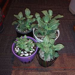 Fittonia house plants $8-$13 Each pot