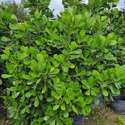 Spectacular Clusias Plants For Inmediate Privacy!!! Over 7 Feet Tall!!! Best Quality 