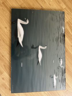 Swan Picture