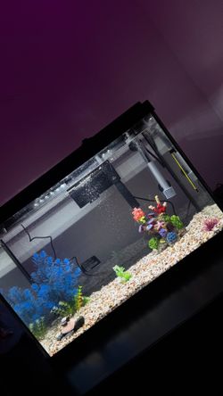 20 gallon fish tank