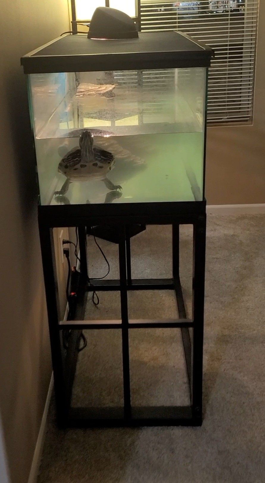 Turtle Tank / Stand