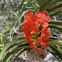 Blooming Vanda Orchid 