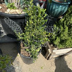 Squirrel Topiary Bonsai,  Ardilla 